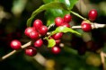 Kávový olej
